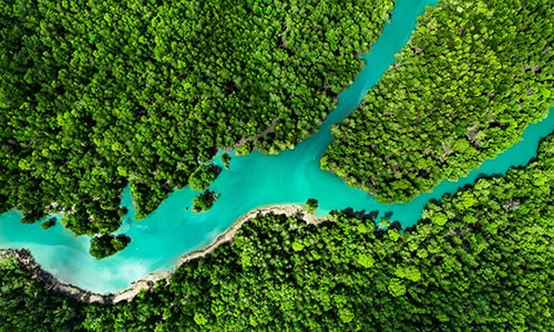 river running through a forest