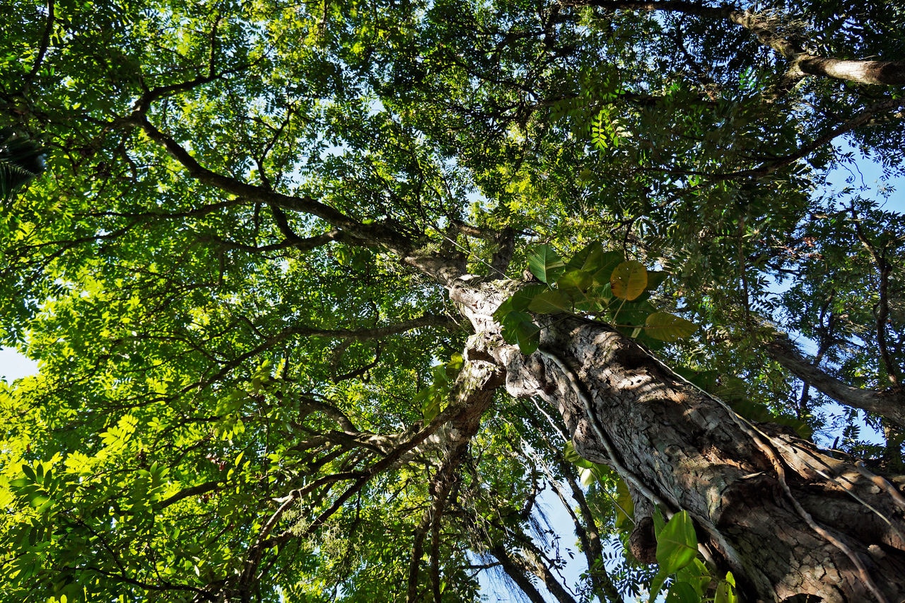 trees in sun