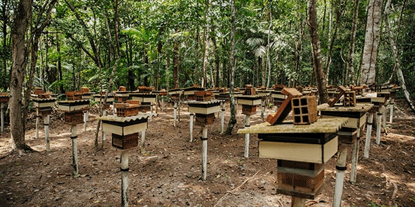 bee houses