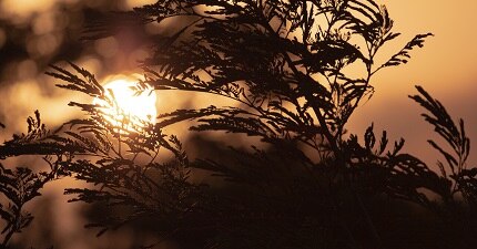 sunset viewed through branches